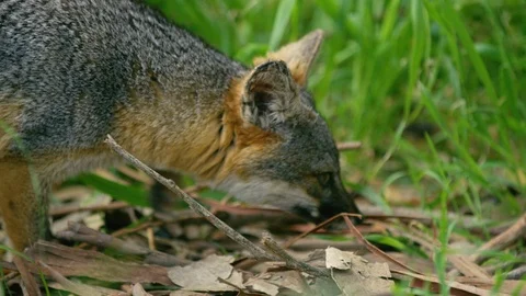 Slow motion close up shot of Grey fox walking in grass and tree bark Vidéo 123734127