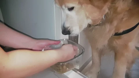 Slow motion close up shot of hand feeding dog food to old golden retriever dog Vidéo 100638896