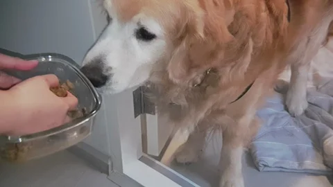 Slow motion close up shot of hand feeding dog food to old golden retriever dog Vídeo Stock 100638897