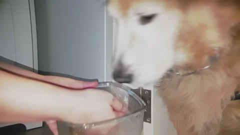 Slow motion close up shot of hand feeding dog food to old golden retriever dog Video stock 100638927