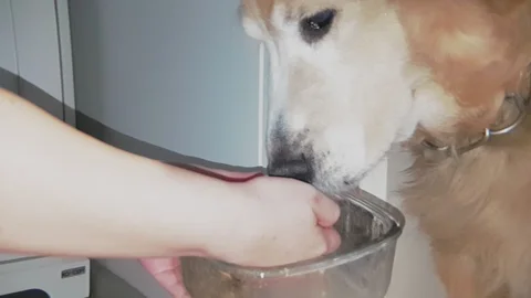 Slow motion close up shot of hand feeding dog food to old golden retriever dog Stock Footage 100638944