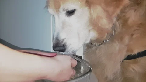 Slow motion close up shot of hand feeding dog food to old golden retriever dog Stock Footage 100638966