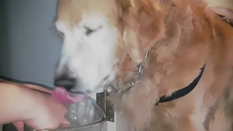 Slow motion close up shot of hand feeding dog food to old golden retriever dog Stock Footage 100638969