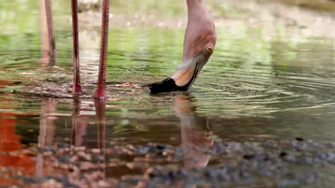 Slow motion close up shot of the head an american flamingo feeding in a pond Stock Footage 223429993