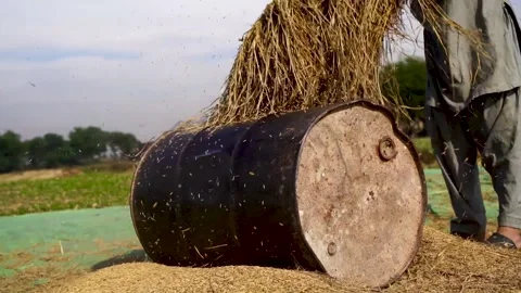 Slow motion close up shot of hitting rice crops for harvesting over drum in  Stock Footage 199271106