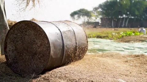 Slow motion close up shot of hitting rice crops for harvesting over drum in  Stock Footage 199271111