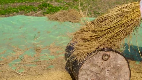 Slow motion close up shot of hitting rice crops for harvesting over drum in  Stock Footage 199271132