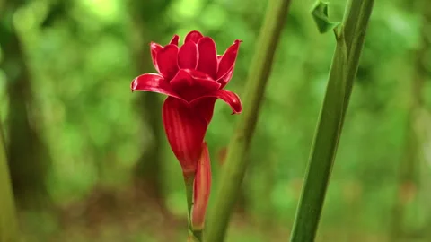 Slow-motion close-up shot of a juvenile Torch Ginger flower growing in the Stock Footage 305440409