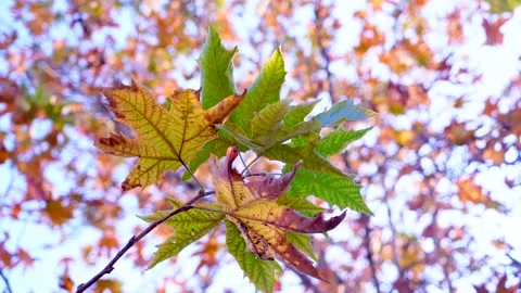 Slow motion close up shot of  leafs in autumn season in Pakistan Stock Footage 199270966