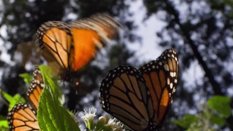 SLOW MOTION CLOSE UP SHOT OF MONARCH BUTTERFLY IN MEXICO AT SANTURAIO EL ROSARIO Stock Footage 321866464