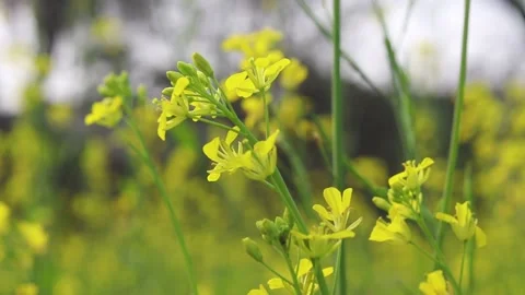 Slow motion close up shot of mustard flower moving with air force. Stock Footage 148100619