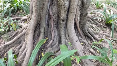 A slow motion Close up shot of the oldest tree roots Stock Footage 250167952