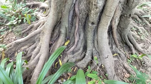 A slow motion Close up shot of the oldest tree roots Stock Footage 250167953