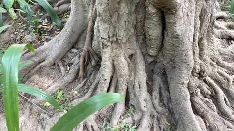 A slow motion Close up shot of the oldest tree roots Vídeos de archivo 250167961