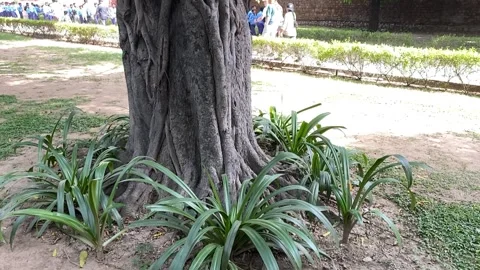 A slow motion Close up shot of the oldest tree roots Stock Footage 250167962