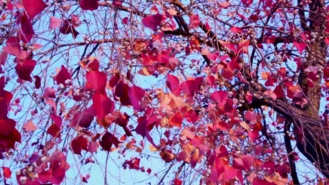 Slow motion close up shot of orange and red leafs in autumn season in Pakist Stock Footage 199271155