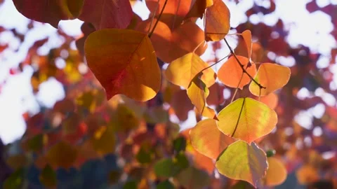 Slow motion close up shot of orange leafs in autumn season in Pakistan 1 Stock Footage 199271167