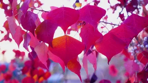 Slow motion close up shot of orange and reddish leafs in autumn season in Pa Stock Footage 199271173