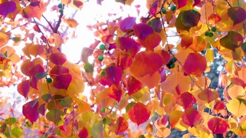 Slow motion close up shot of orange leafs in autumn season in Pakistan 2 Stock Footage 199271249