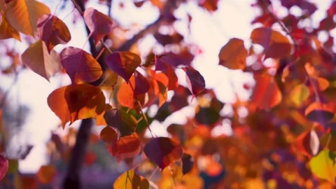 Slow motion close up shot of orange leafs in autumn season in Pakistan Stock Footage 199271251