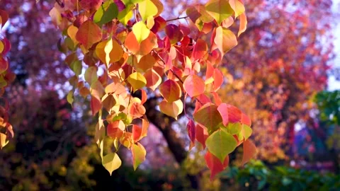 Slow motion close up shot of orange leafs in autumn season in Pakistan 5 Stock Footage 199271252