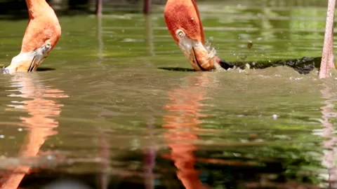 Slow motion close up shot of a pair of american flamingos feeding Vidéo 220906806