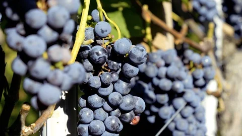 SLOW MOTION Close up shot of red wet grapes at vineyard Stock Footage 116776379