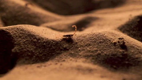 Slow motion, close up shot of a scorpion walking on sand dunes, in a beach Stock Footage 115521370
