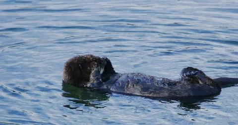 Slow motion, close-up shot of a sea otter in Morro Bay, California Stock Footage 99145367