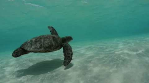 Slow Motion Close-Up Shot Of Sea Turtle Swimming In Turquoise Sea - Big Island, Stock Footage 154632659
