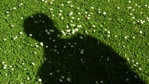 Slow-Motion close-up shot of Shadow of Person on lush Grass with Daisies Stock Footage 318606023