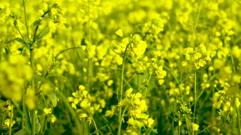 Slow motion close up shot of soya been fields in winter in Pakistan 1 Stock Footage 199271338