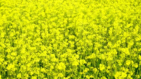 Slow motion close up shot of soya been fields in winter in Pakistan Stock Footage 199271341