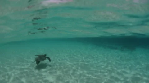Slow Motion Close-Up Shot Of Turtle Swimming Over Sand In Ocean - Big Island, Stock Footage 154632594