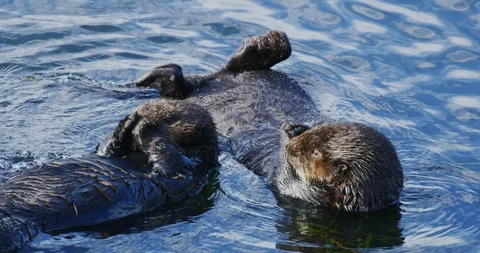 Slow motion, close-up shot of two active sea otters in Morro Bay, California Stock Footage 99144917