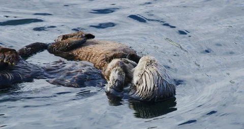 Slow motion, close-up shot of two sea otters in Morro Bay, California Stock Footage 99144986