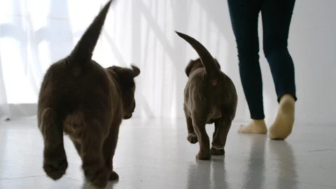 SLOW MOTION: Close shot of two brown labrador puppies running after woman Stock Footage 107048512