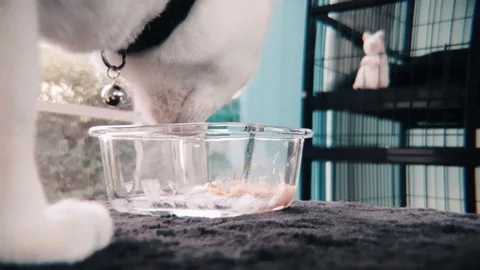 Slow motion close up shot of White Siamese cat eating wet cat food in a bowl Video stock 100638660