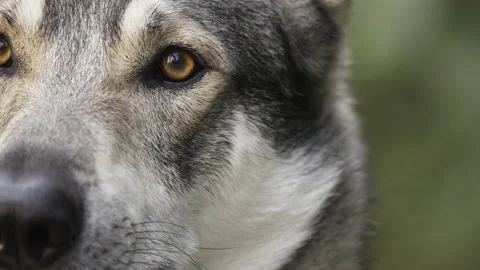 Slow motion close up shot of a white gray wolf face looking with blurred green Stock Footage 159628481