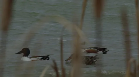 Slow motion - close on shoveler ducks swim in windy marsh water Stock Footage 68085553