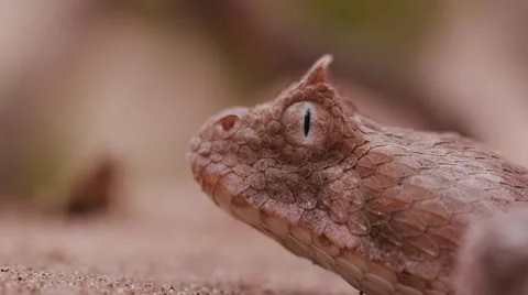 Slow motion Close-up side view of horned adder flicking its tongue Stock Footage 64696066