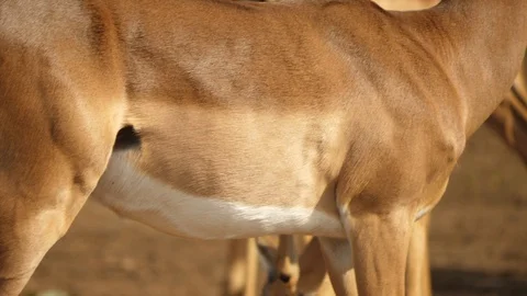 Slow motion: Close side view of adult impala body and scent glands on hind legs Stock-Footage 105500935