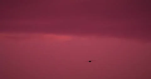 Slow motion close silhouette of a barn swallow (Hirundo rustica) gliding agai Stock Photos