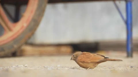 Slow motion close up of a small bird fledgling perched outdoors Stock Footage 342771263