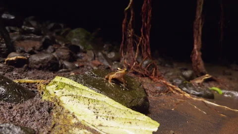 Slow Motion Close Up of Small Frog Leaping Away Into Tropical Stream From Wet Ro Stock Footage 337021548