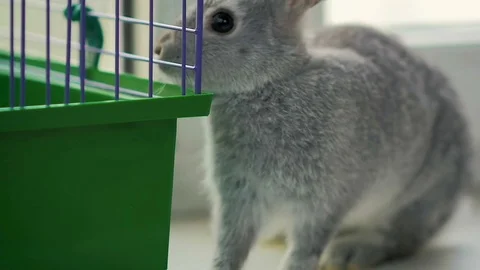 Slow motion: close-up a small gray rabbit sniffs his cage at home. Stock Footage 82738111