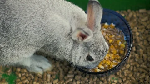 Slow motion: close-up a small gray rabbit eats corn and wheat in his cage. Stock Footage 82738238