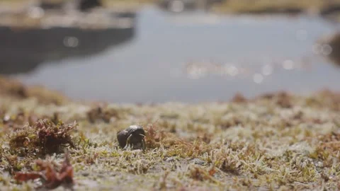 Slow-Motion Close-Up of a Small Hermit Crab Hiding Among Seaweed on the Shore in Stock Footage 344139083