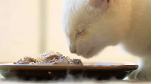 SLOW MOTION: close-up of a small hungry kitten eagerly eats animal food. Stock Footage 84025350