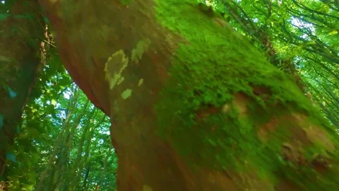 Slow motion close up of smooth tree trunk with green lichen and moss Stock Footage 340440086